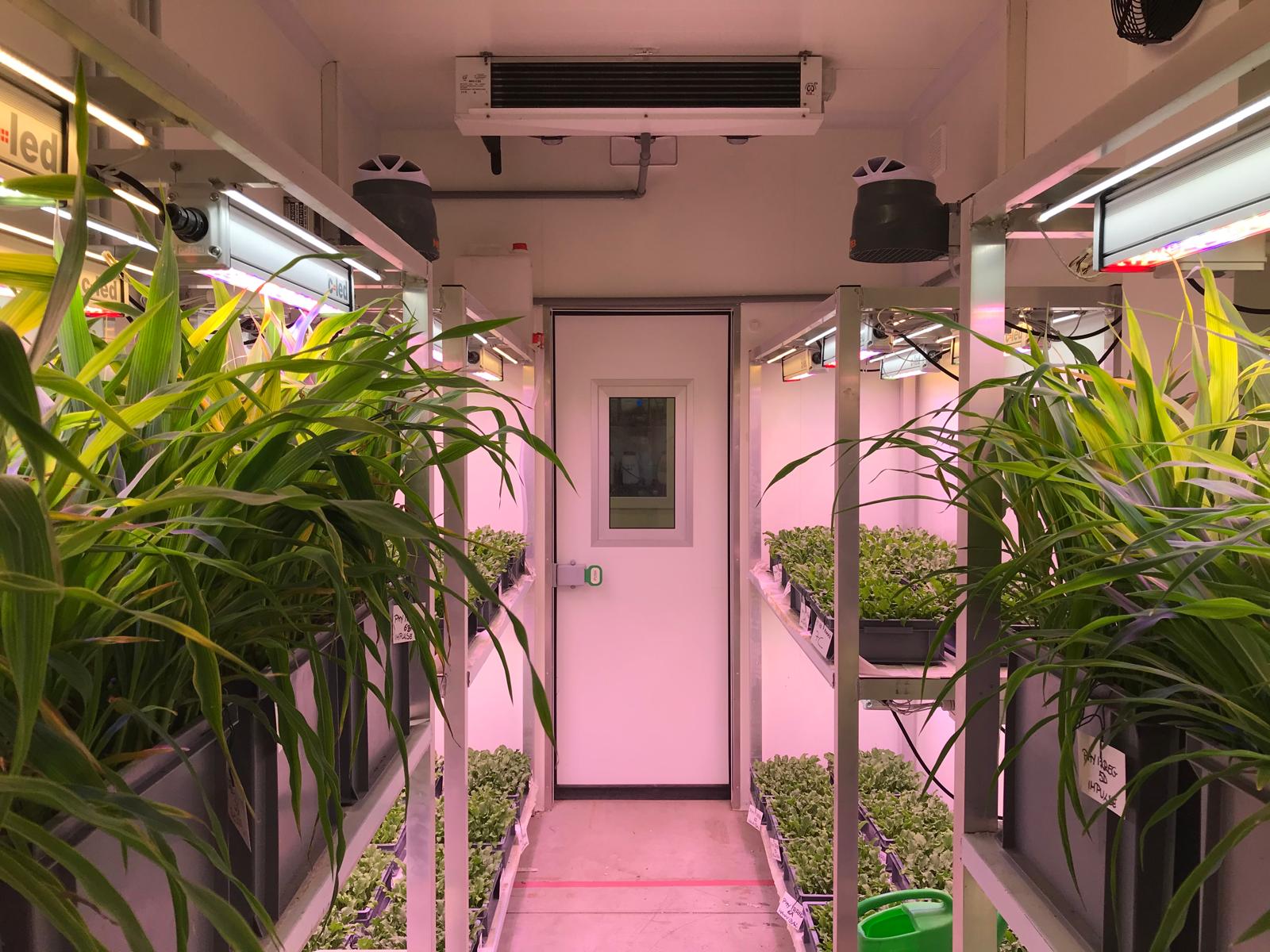 Interno container idroponico DEMETRA con doppia fila di scaffalature, piante a foglia larga e vassoi di microgreens sotto illuminazione LED per la coltivazione indoor