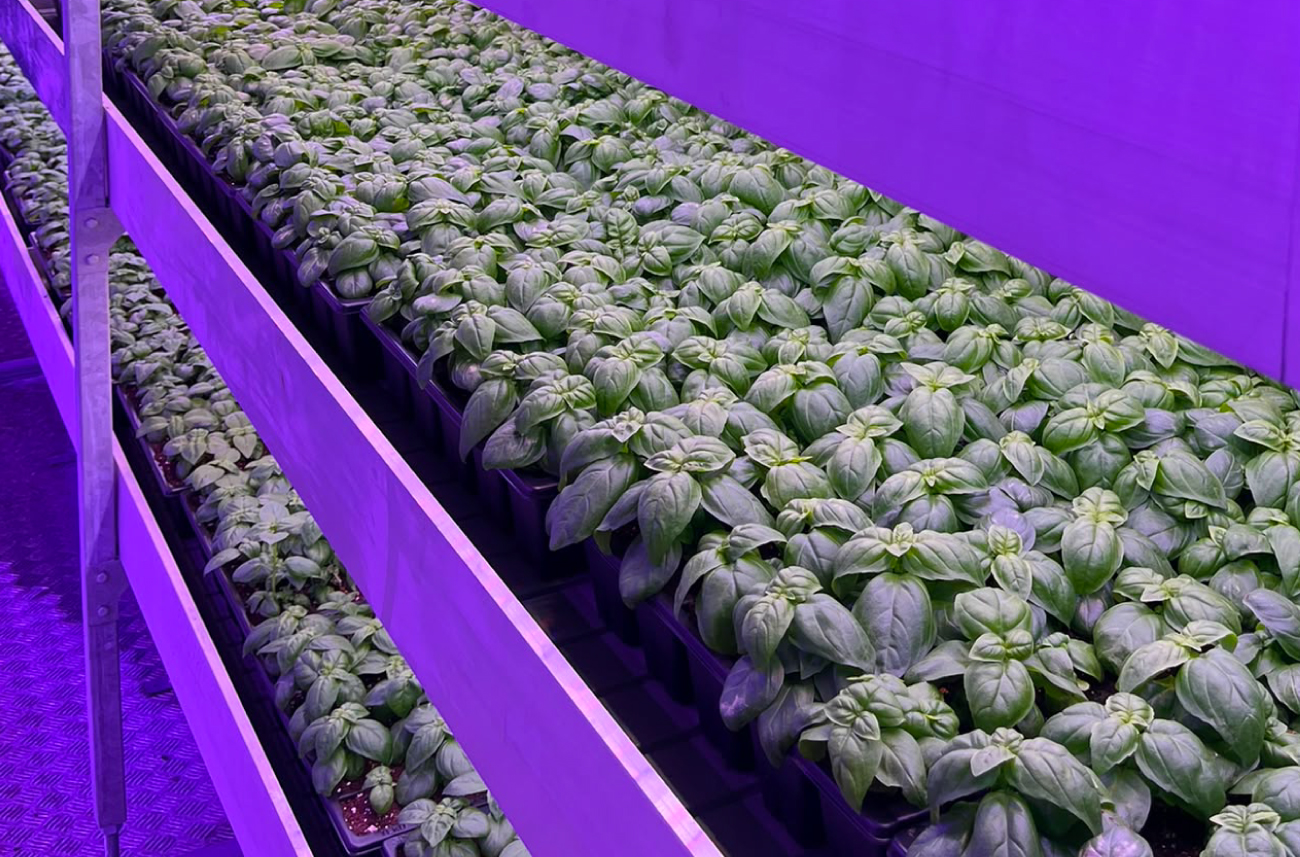 vertical farming of basil