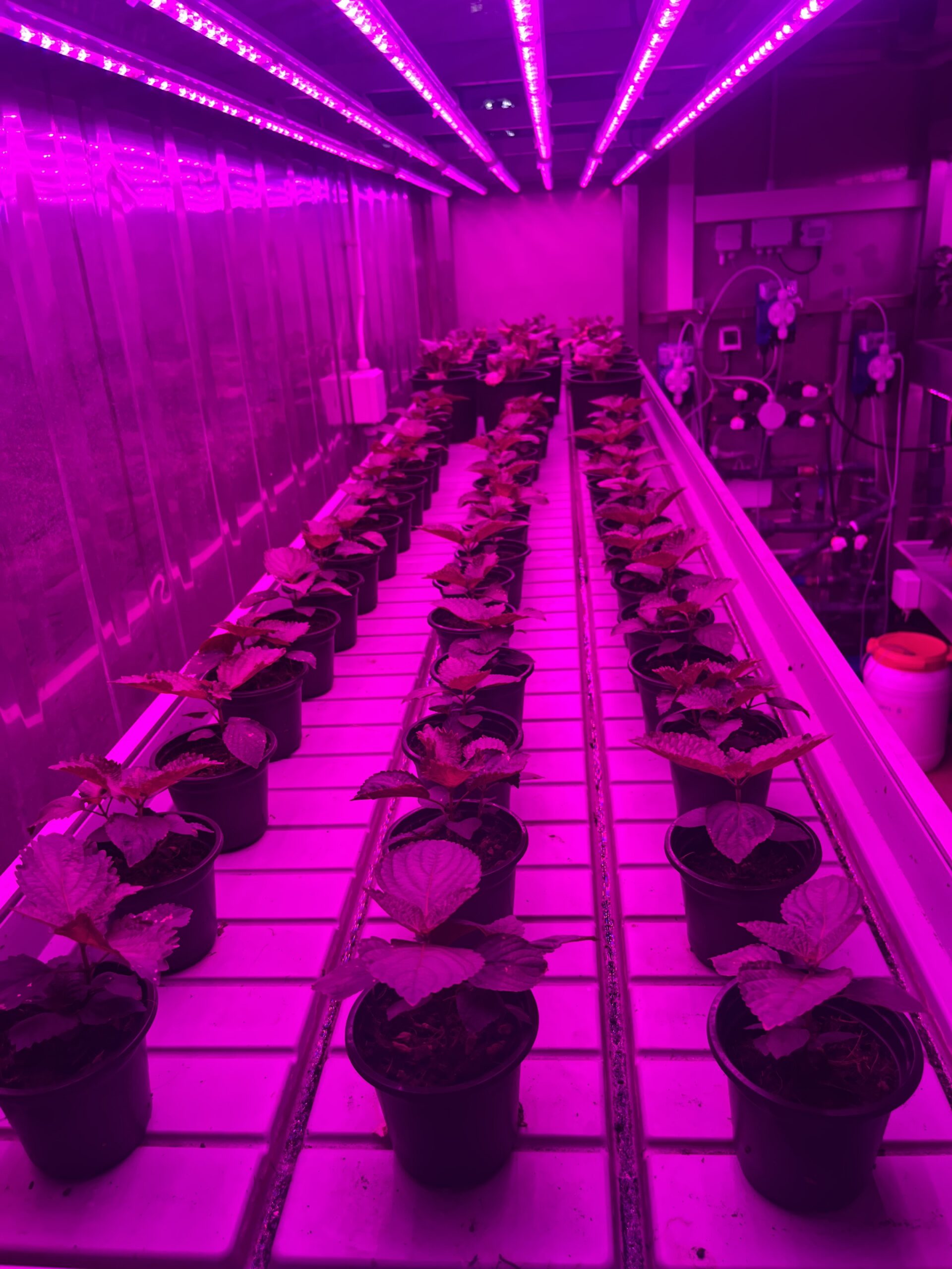 Luce led per produzione metaboliti secondari