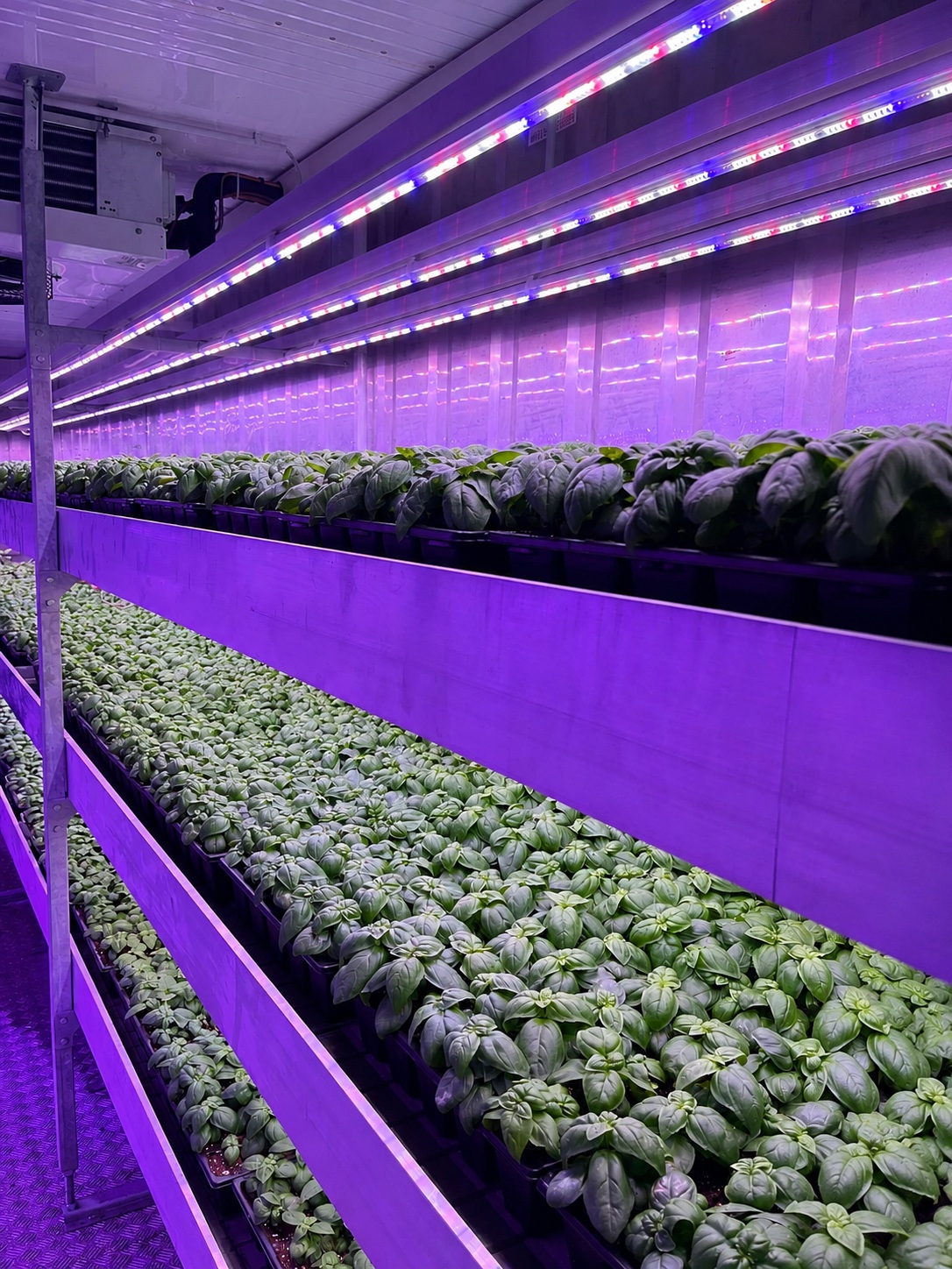 Vertical farming basilico per pesto